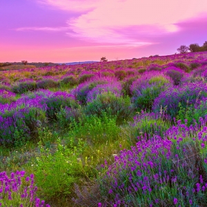 Tranh dán tường 3D t3m-3d2017-28