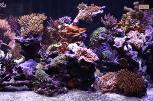 Tranh dán tường bể cá 53702