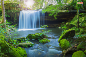 Tranh dán tường bể cá 53724