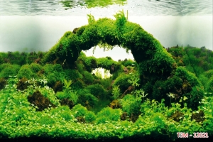 Tranh dán tường bể cá t3m-12021-demo