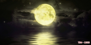 Tranh dán tường bể cá t3m-12023-demo