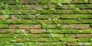 Tranh dán tường bể cá t3m-12024-demo