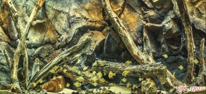 Tranh dán tường bể cá t3m-12027-demo