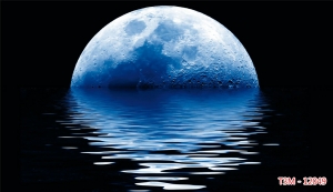 Tranh dán tường bể cá t3m-12049-demo