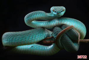 Tranh dán tường 3D động vật 