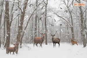 Tranh dán tường 3D động vật 