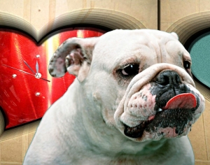 Tranh dán tường 3D động vật 