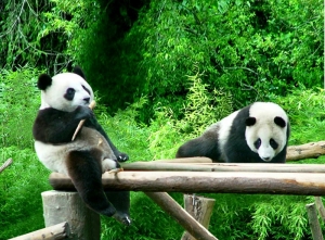 Tranh dán tường 3D động vật